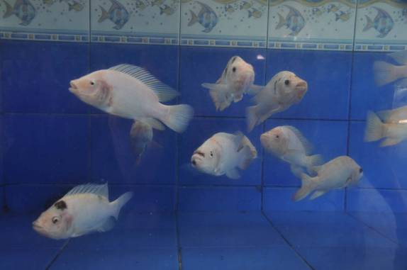 Peixes aguardam a sua vez em restaurante às margens do lago Yojoa, região central de Honduras